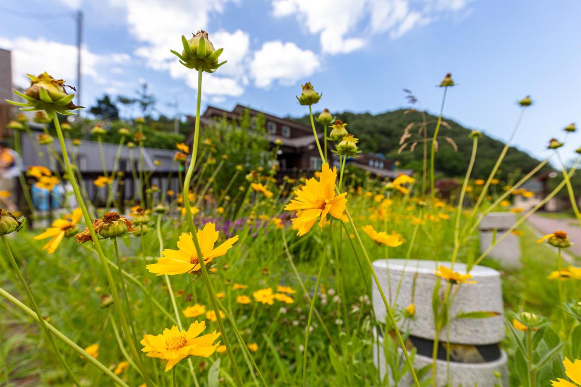 Отель Gangneung Yasaenghwa Maeul Экстерьер фото